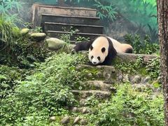 -中国大熊猫保护研究中心雅安碧峰峡基地