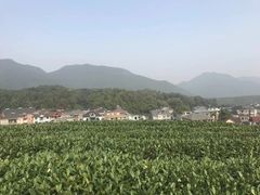 -听风阁农家私房菜茶楼(龙坞店)