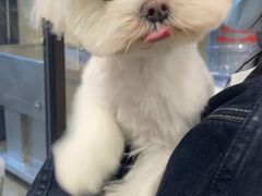 -PETKIT 小佩宠物·低压洗护·美容·寄养(安远店)