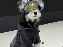 -博特宠物医院24h犬猫全科.骨科·异宠