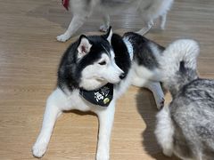 -Husky Go! 哈士奇体验馆·宠物咖啡厅狗咖