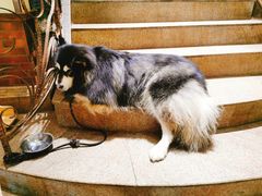 -more than meow吴止猫主题餐厅(承德 中船汇店)