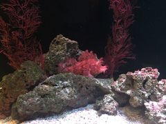 -暹罗海洋世界