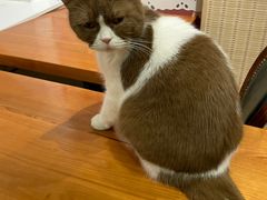 -猫小院猫主题餐厅(三里屯店)