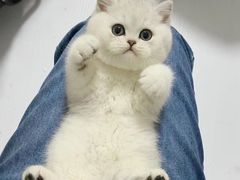 -欣宠猫屋·矮脚拿破仑·蓝金金渐层
