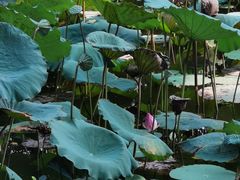 -荔湾湖公园