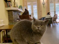 -猫色咖啡·猫咖