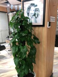 -永琪美容美发全国直营连锁