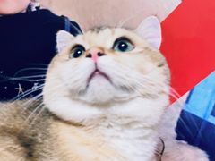 -momokira米努特·德文卷毛猫·棉花面纱犬