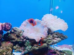 -海合安武汉极地海洋公园
