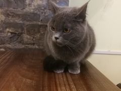 -猫色咖啡·猫咖