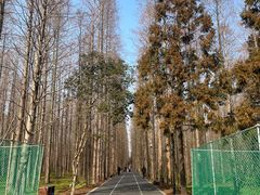 -东平国家森林公园