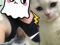 -东方名猫馆·英短金渐层布偶猫舍(环线广场1号楼店)