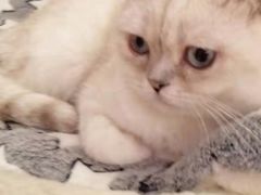 -猫腻·猫咖·撸猫馆(星光大道店)
