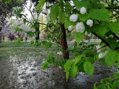 -海棠花溪(元大都城垣遗址公园)
