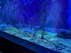 -太平洋海底世界