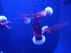 -成都浩海立方海洋公园