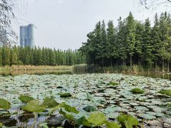 -艾溪湖湿地公园
