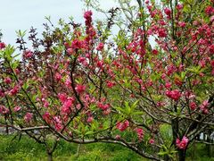 -南汇桃花村