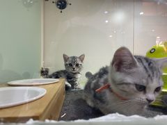 -糯米喵星人·撸猫猫舍咖啡馆(西市场嘉华店)