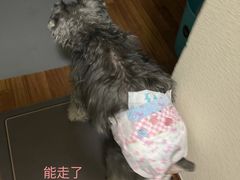 -北京派仕佳德动物医院·超导核磁·CT·神经科·骨科·内外科·急重症管理中心