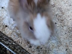-上海大自然野生昆虫馆(东方明珠·爬宠昆虫探索中心)