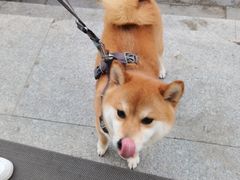 -宠福鑫康馨动物医院·骨科·眼科