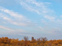 -金塔沙漠胡杨林景区
