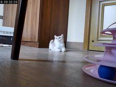 -小猫来了·猫舍(红山六九七九店)