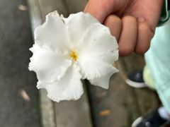 -三水森林公园