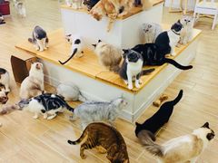 -李小姐の猫咖啡馆(五角场店)