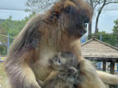 -大连森林动物园
