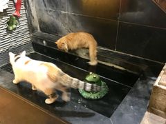 -more than meow吴止猫主题餐厅(承德 中船汇店)
