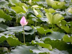 IMG_4829-茂德公草堂