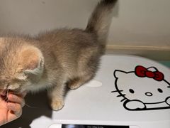 -艾贝尔宠物医院·24H转诊中心·肿瘤猫专科(江宁双龙店)
