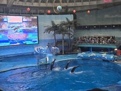 -海合安成都极地海洋公园