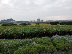 -光明小镇欢乐田园