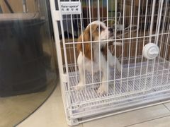 -翊宠yipet猫狗购宠庄园犬舍•猫舍