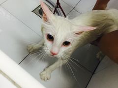 -宠爱有家宠物店(环镇北路店)