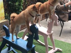 -柴犬高等学院·狗咖·柴犬售卖·宠物训练