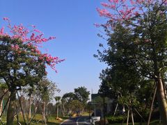 -王借岗森林公园