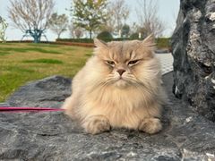 -安南越南餐厅(青岛万象城店)