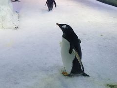 -芜湖新华联大白鲸海洋公园