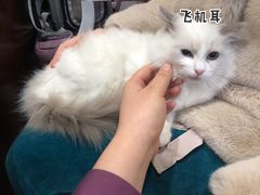 -宠爱国际动物医院·疑难骨科·心肾内科·皮肤科(太阳宫店)