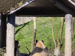 -中国大熊猫保护研究中心雅安碧峰峡基地