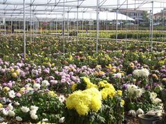 东篱菊园-三圣花乡旅游区