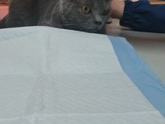 -伟伟宠物医院·CT影像中心·瑞派犬猫综合性门诊(汉口总院)