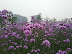 -杭州城北体育公园