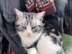-猫小院猫主题餐厅(南锣旗舰店)