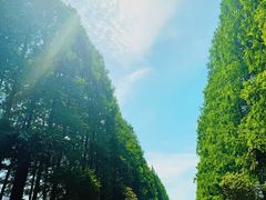 -黄海国家森林公园